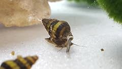 Raubschnecke gebraucht kaufen  Wird an jeden Ort in Deutschland
