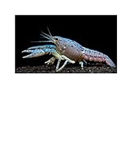 Electric blue lobster for sale  Delivered anywhere in USA 