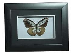 Brave wings taxidermy for sale  Delivered anywhere in UK