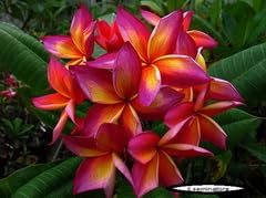 Semi plumeria frangipani usato  Spedito ovunque in Italia 