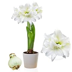 Amaryllis double white d'occasion  Livré partout en Belgiqu