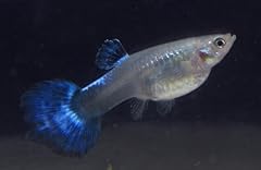 Pack large blue for sale  Delivered anywhere in USA 