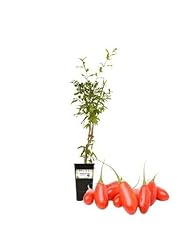 Piantine orto goji usato  Spedito ovunque in Italia 