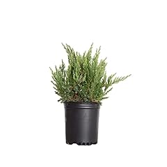 Parsoni juniper low for sale  Delivered anywhere in USA 