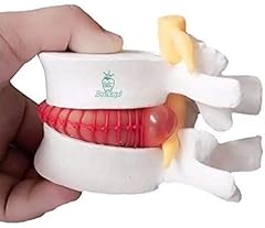 Doc.royal anatomical human for sale  Delivered anywhere in USA 