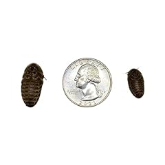 Feeders dubia roaches for sale  Delivered anywhere in USA 