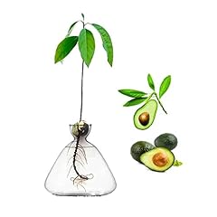 Luolety avocado seed for sale  Delivered anywhere in Ireland