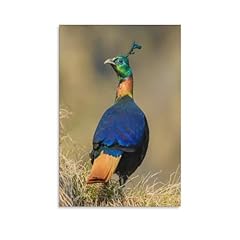 Himalayan monal bird for sale  Delivered anywhere in USA 