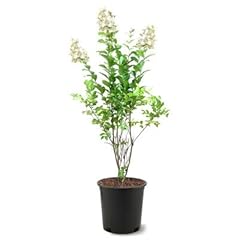 Generic natchez crape for sale  Delivered anywhere in USA 