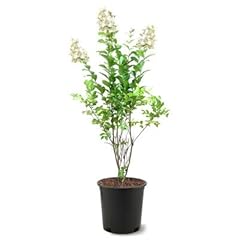 Natchez crape myrtle for sale  Delivered anywhere in USA 