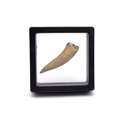 Moroccan marine spear for sale  Delivered anywhere in USA 