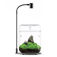 Glass plant terrarium for sale  Delivered anywhere in USA 