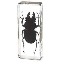 Real taxidermy bugs for sale  Delivered anywhere in USA 