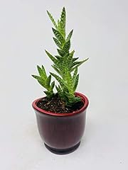 Aloe juvenna tiger for sale  Delivered anywhere in USA 