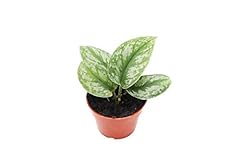 Silver splash pothos for sale  Delivered anywhere in USA 