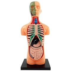 Nicylin human body for sale  Delivered anywhere in USA 
