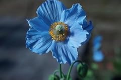 Blue poppy flower for sale  Delivered anywhere in UK