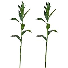 Inches lucky artificial for sale  Delivered anywhere in USA 