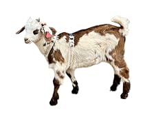 Goat harness asatre for sale  Delivered anywhere in USA 