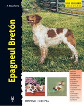 Epagneul bretón d'occasion  Livré partout en Belgiqu