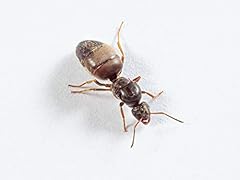 Antsrus live queen for sale  Delivered anywhere in UK