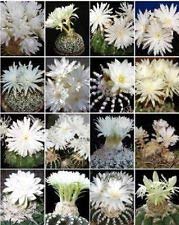 Discocactus variety mix usato  Spedito ovunque in Italia 