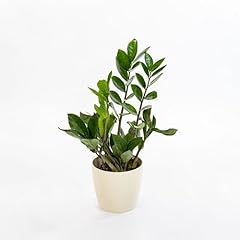 Pianta vera zamioculcas usato  Spedito ovunque in Italia 