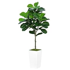 Astidy fiddle leaf for sale  Delivered anywhere in USA 