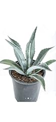 Blue ish agave for sale  Delivered anywhere in USA 
