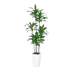 Vivatrees dracaena trees for sale  Delivered anywhere in USA 