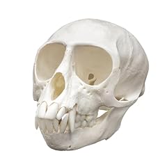 Vervet monkey skull for sale  Delivered anywhere in USA 