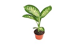 Dieffenbachia compacta califor for sale  Delivered anywhere in USA 