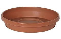 Bloem terra plant for sale  Delivered anywhere in USA 