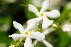 Blooming jasmine plant for sale  Delivered anywhere in USA 