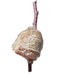 Praying mantis egg for sale  Delivered anywhere in USA 