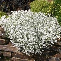 Cerastium tomentosum snow for sale  Delivered anywhere in UK
