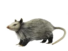 Opossum for sale  Delivered anywhere in USA 