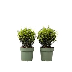 Plant box ilex usato  Spedito ovunque in Italia 