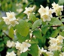 Semi filadelfo coronarius usato  Spedito ovunque in Italia 