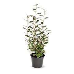 Attitude jardin eleagnus d'occasion  Livré partout en France