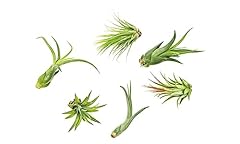 Tillandsia air plants for sale  Delivered anywhere in USA 