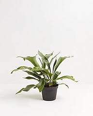 Staghorn fern for sale  Delivered anywhere in USA 