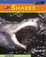 Sharks for sale  Delivered anywhere in USA 