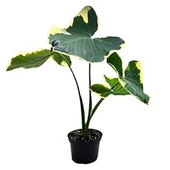 Bubbleblooms alocasia mickey for sale  Delivered anywhere in USA 