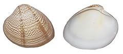 Shell inc. 05193 for sale  Delivered anywhere in USA 