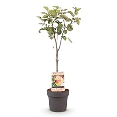 Greenboutiq plante fruitière d'occasion  Livré partout en France
