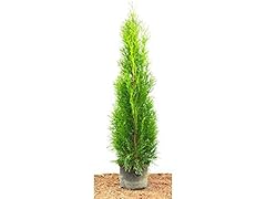 Edel thuja smaragd gebraucht kaufen  Wird an jeden Ort in Deutschland