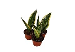 Sanseveria bundle california for sale  Delivered anywhere in USA 