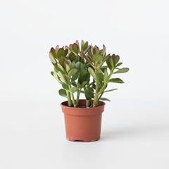 Plant box arbre d'occasion  Livré partout en France