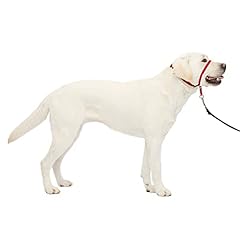 Petsafe collare guinzaglio usato  Spedito ovunque in Italia 